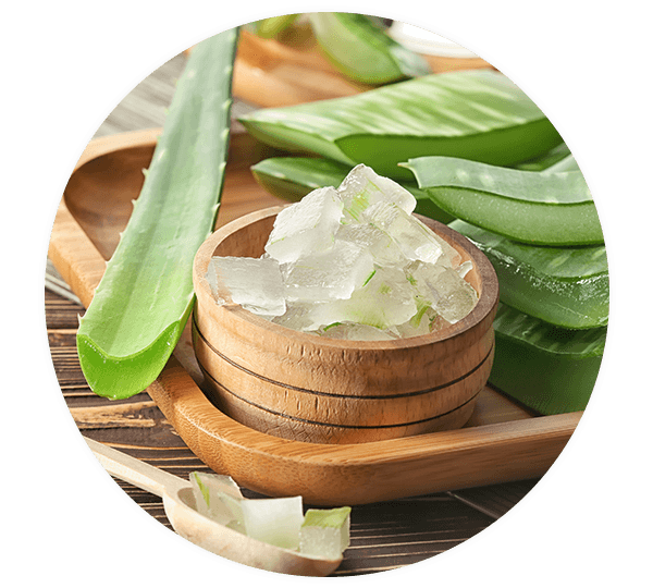 Aloe Vera liegt geschnitten auf Holzschale